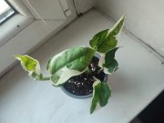 IMG_20250325_075413.jpg