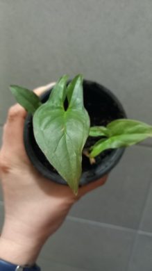 Syngonium red spot 2v1