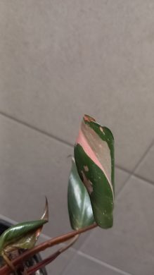 Philodendron pink princess