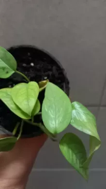 Epipremnum pinnatum "cebu blue" 4v1