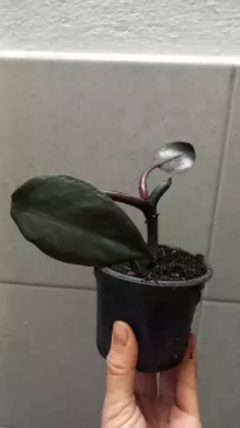 Philodendron royal queen