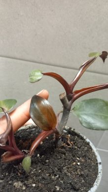 Philodendron royal queen 2v1