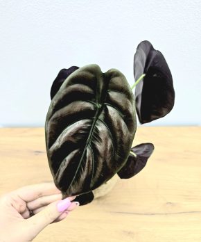 Alocasia Cuprea Red Secret