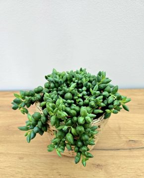Senecio Herreianus