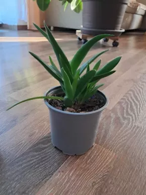 Aloe wera