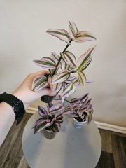 1000027237.jpg