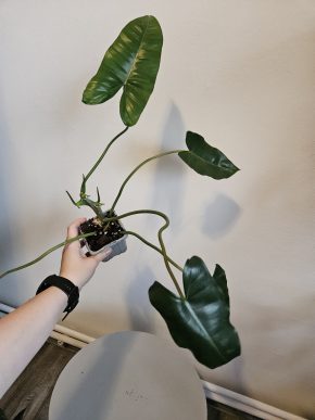 Philodendron burle Marx