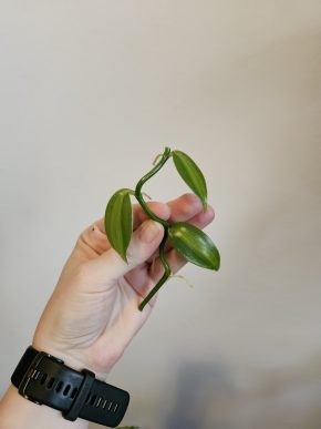 Vanilla planifolia 'variegata'