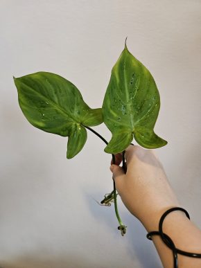 Philodendron composportuanum