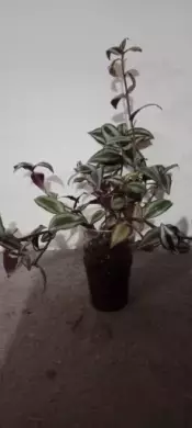 Voděnka  Tradescantia