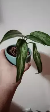 Aglaonema