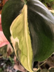 IMG_8435.jpeg