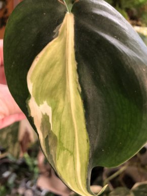 Philodendron Rio- rostlina.