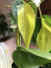 IMG_8429.jpeg