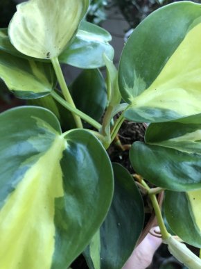 Philodendron Brasil- čerstvý vrcholový řizek .