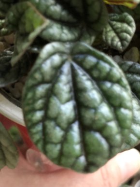 Peperomia Greyhound- list k zakořeněni .