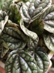 IMG_8425.jpeg