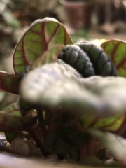 IMG_8426.jpeg