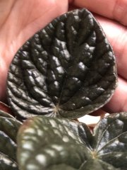 IMG_8417.jpeg