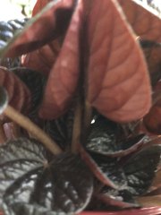 IMG_8418.jpeg