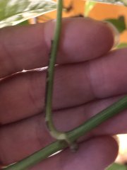 IMG_8412.jpeg