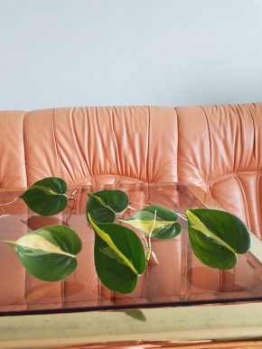 Philodendron Scandens Brasil - kořenící řízek již s aktivním růstovým bodem