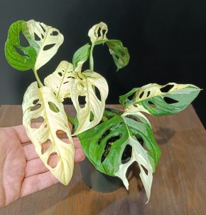 Monstera adansonii Monkey Japanese Tricolor 3
