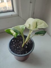 IMG_20250325_083559.jpg