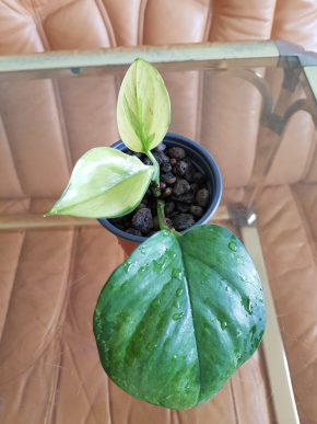 Epipremnum Harlequin