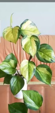 Epipremnum Harlequin