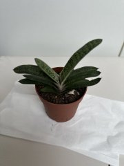 IMG_1482.jpeg