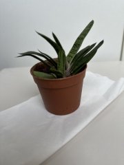 IMG_1493.jpeg