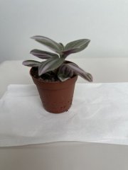 IMG_1479.jpeg