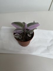 IMG_1480.jpeg