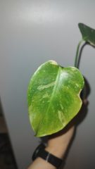 IMG_20250329_143647327.jpg