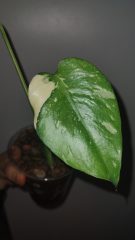 IMG_20250329_143652064.jpg