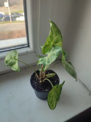 IMG_20250325_083524.jpg