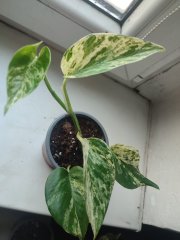 IMG_20250325_081522.jpg
