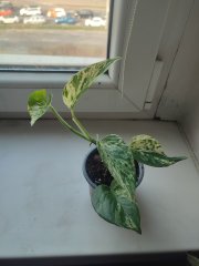 IMG_20250325_081520.jpg
