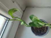 IMG_20250325_081557.jpg