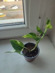 IMG_20250325_081554.jpg