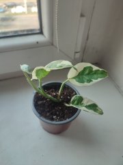 IMG_20250325_081529.jpg