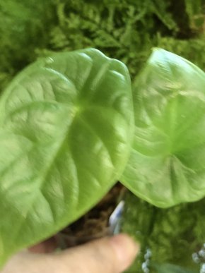 Alocasia Silver Dragon- baby rostlina