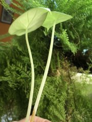 IMG_8540.jpeg