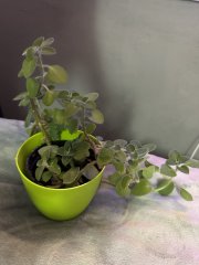IMG_1586.jpeg