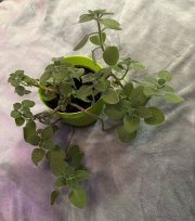 IMG_1585.jpeg