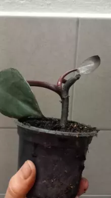 Philodendron royal queen