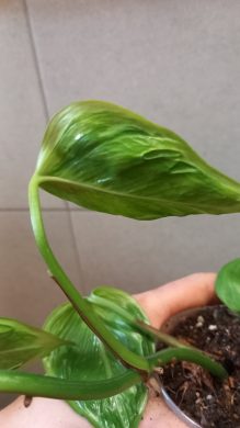 Epipremnum Shangri-la/Godzilla