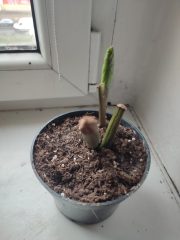IMG_20250401_084532.jpg