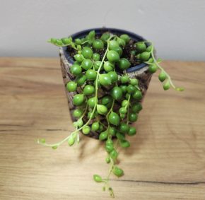 Senecio rowleyanus